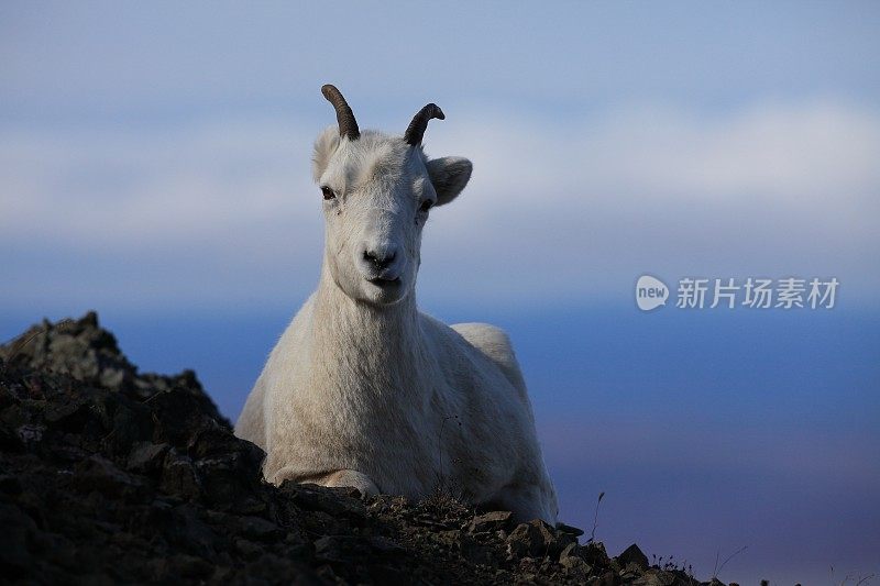 来自美国阿拉斯加的s sheep ewe (Ovis dalli) Denali国家公园